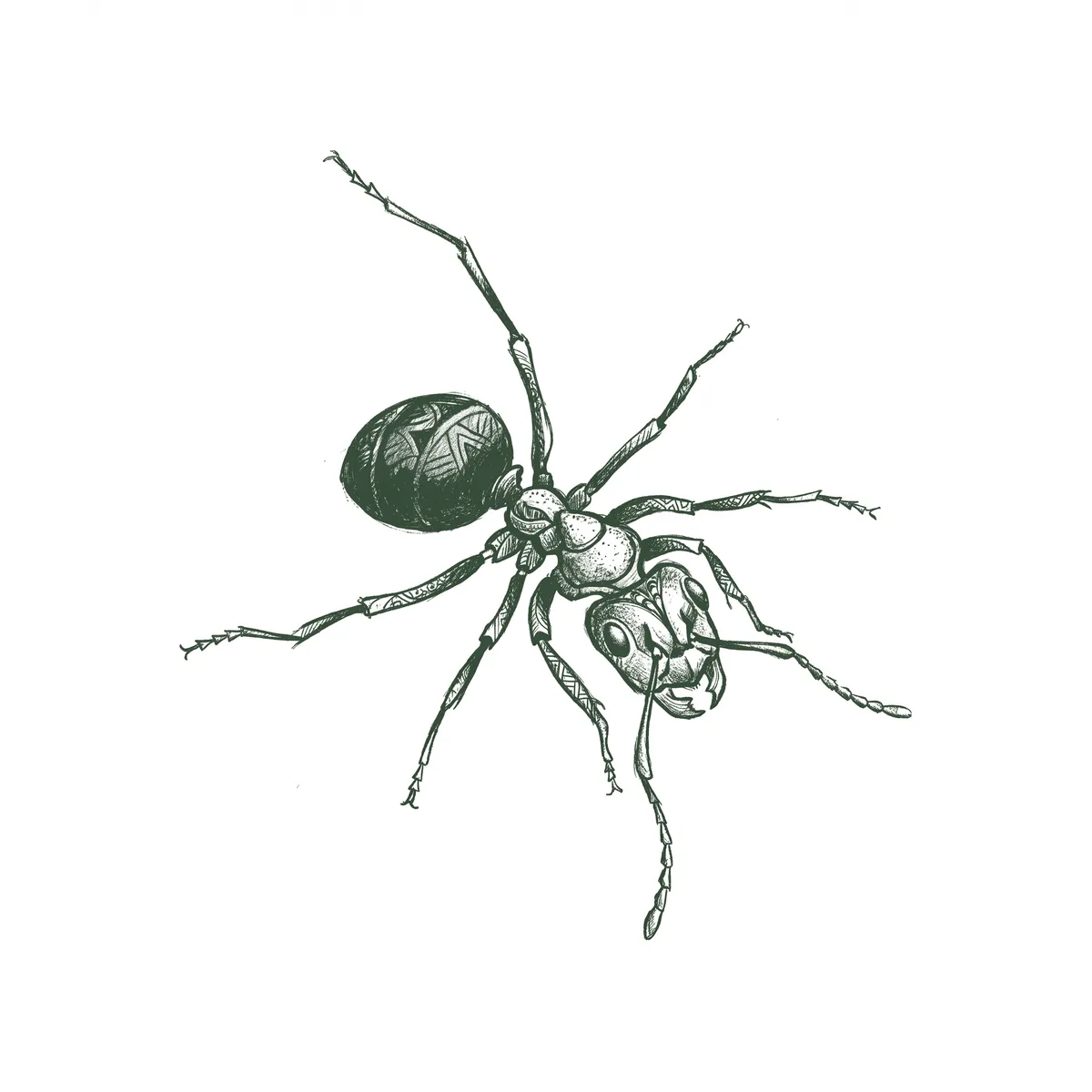 Ants