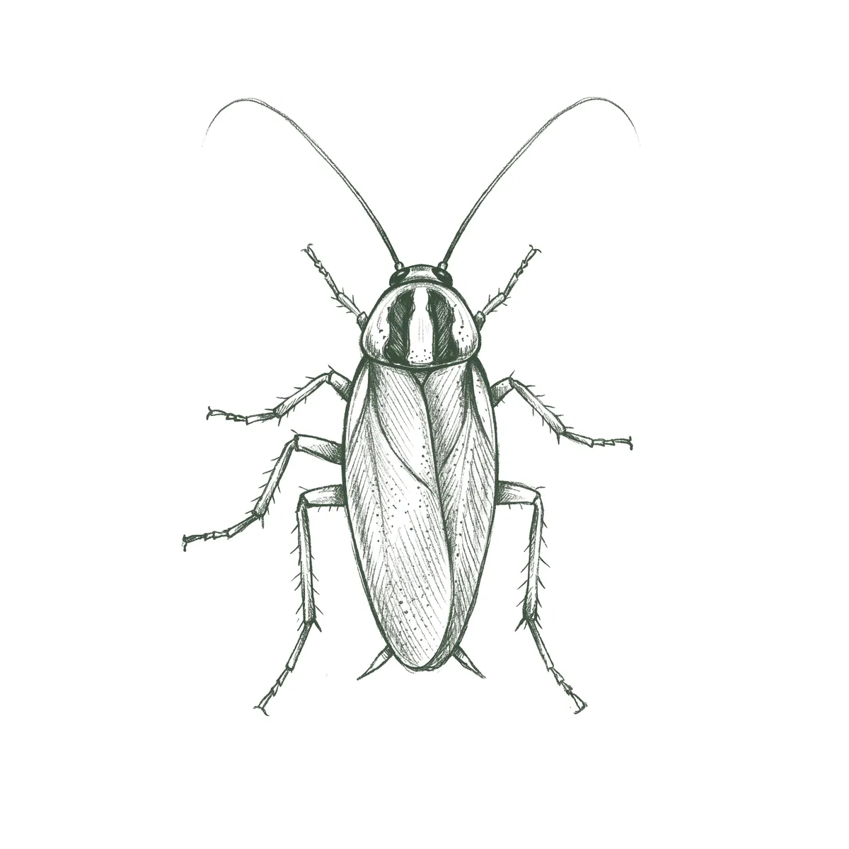 Cockroaches